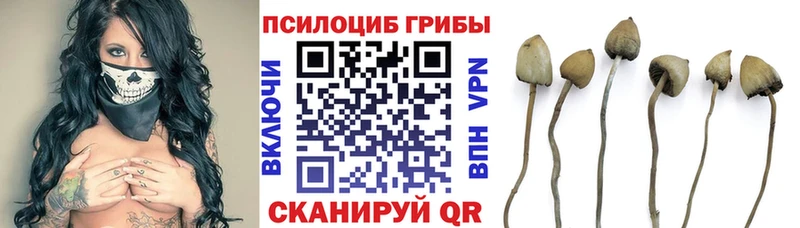 Галлюциногенные грибы мицелий  наркота  даркнет наркотические препараты  Буй 